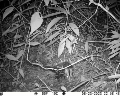 Monitoramento da Fauna por Meio de Armadilhas Fotográficas